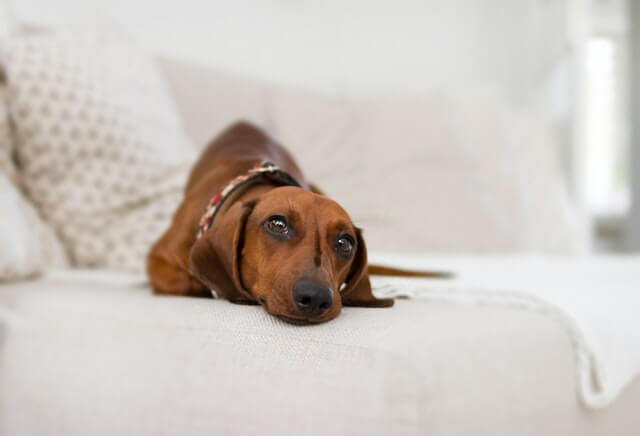 ottoman dog bed